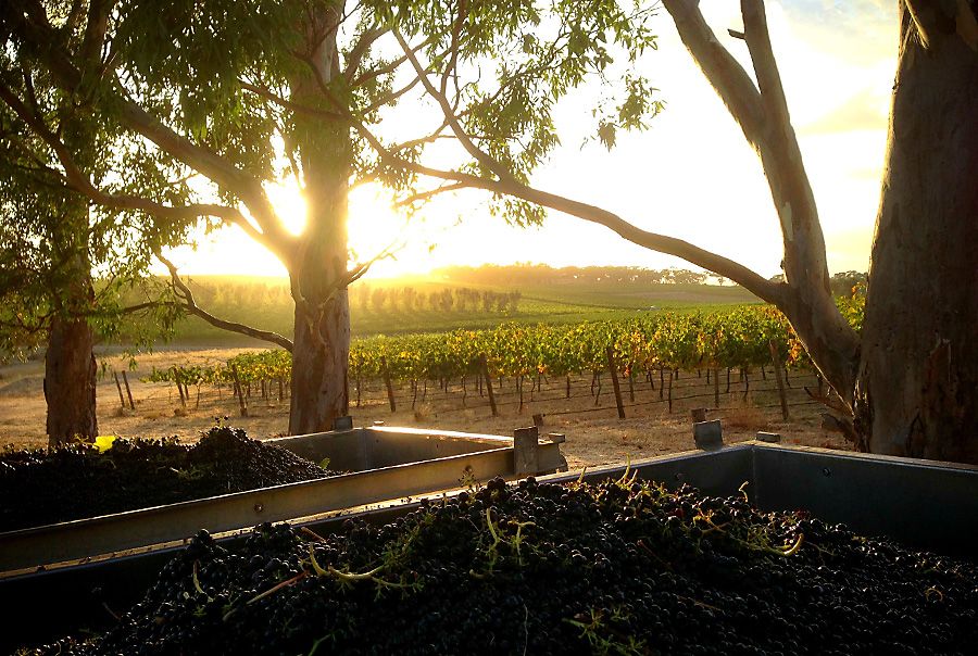 Sunrise at 40 acre vineyard on picking day, vintage 2014. Photo supplied. 