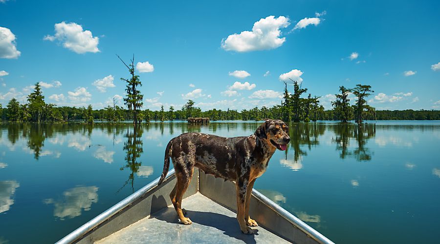 Calahuian hound at the helm in Lake Martin.