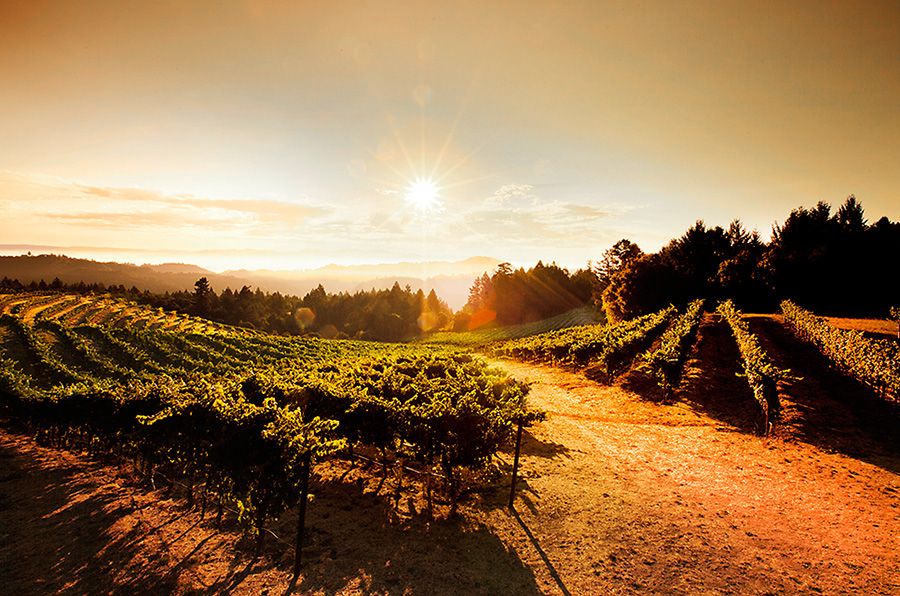 Cardinale Wines, Mount Veeder Peak Vineyard on the South Western edge of the Napa Valley. Photo supplied by Cardinale.