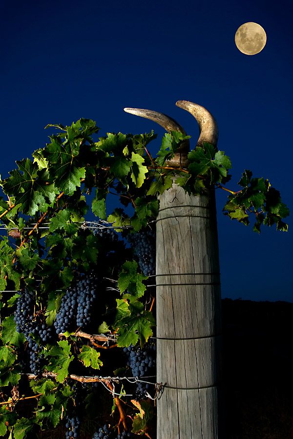 Cow horns and the moon in the vineyard : Photo suppied by Cullen Wines.