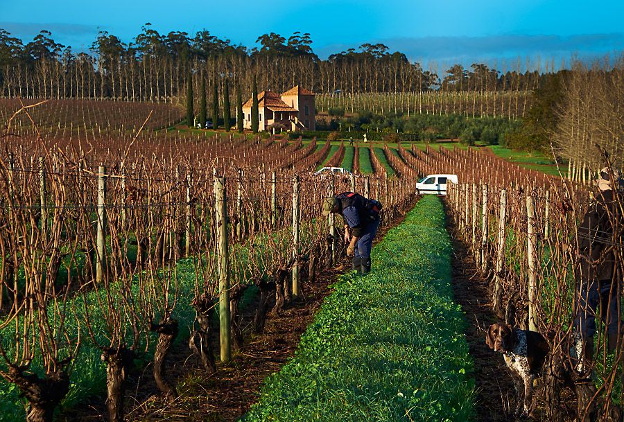 Pruning at Picardy : Photo Milton Wordley