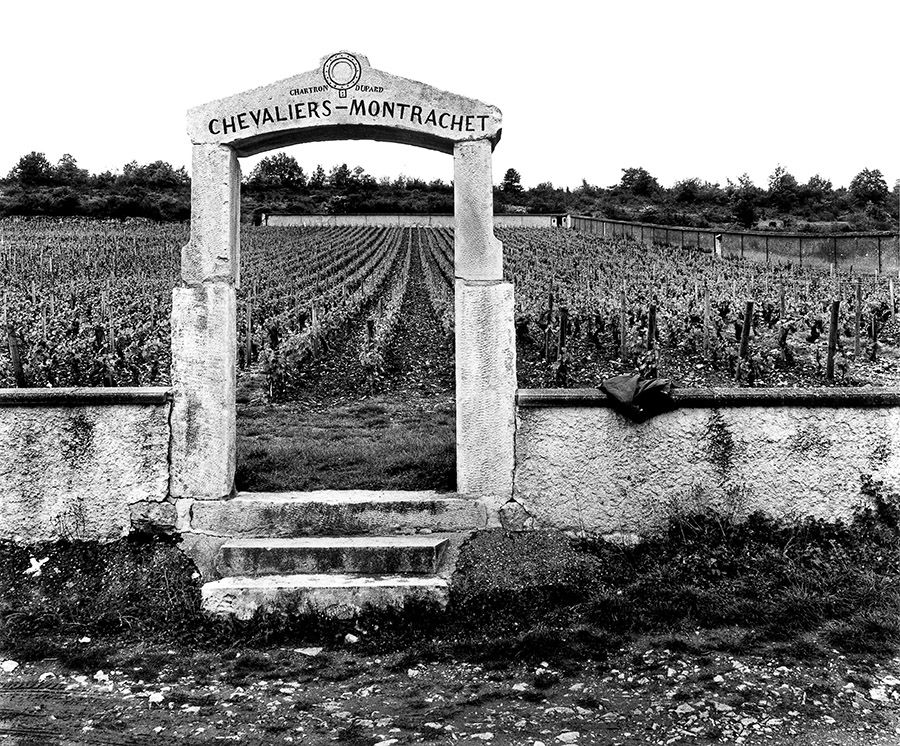 The famous 'Chevalier-Montrachet' vineyard  in the Côte de Beaune subregion of Burgundy.  Photo : Milton Wordley