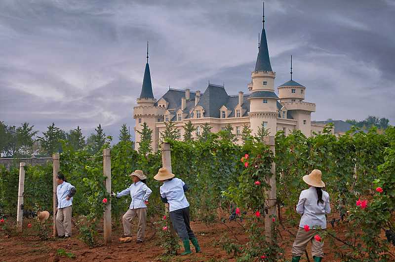Chinese vineyards from Janis Miglavs book © "China The New Wine Frontier,"