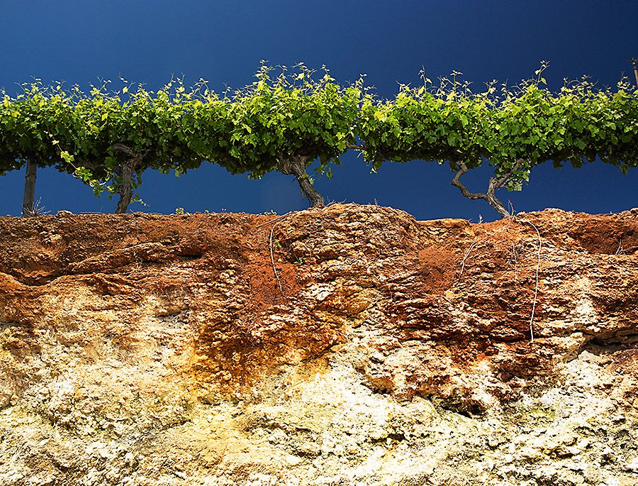 Coonawarra, terra rossa soil profile. Photo : Milton Wordley