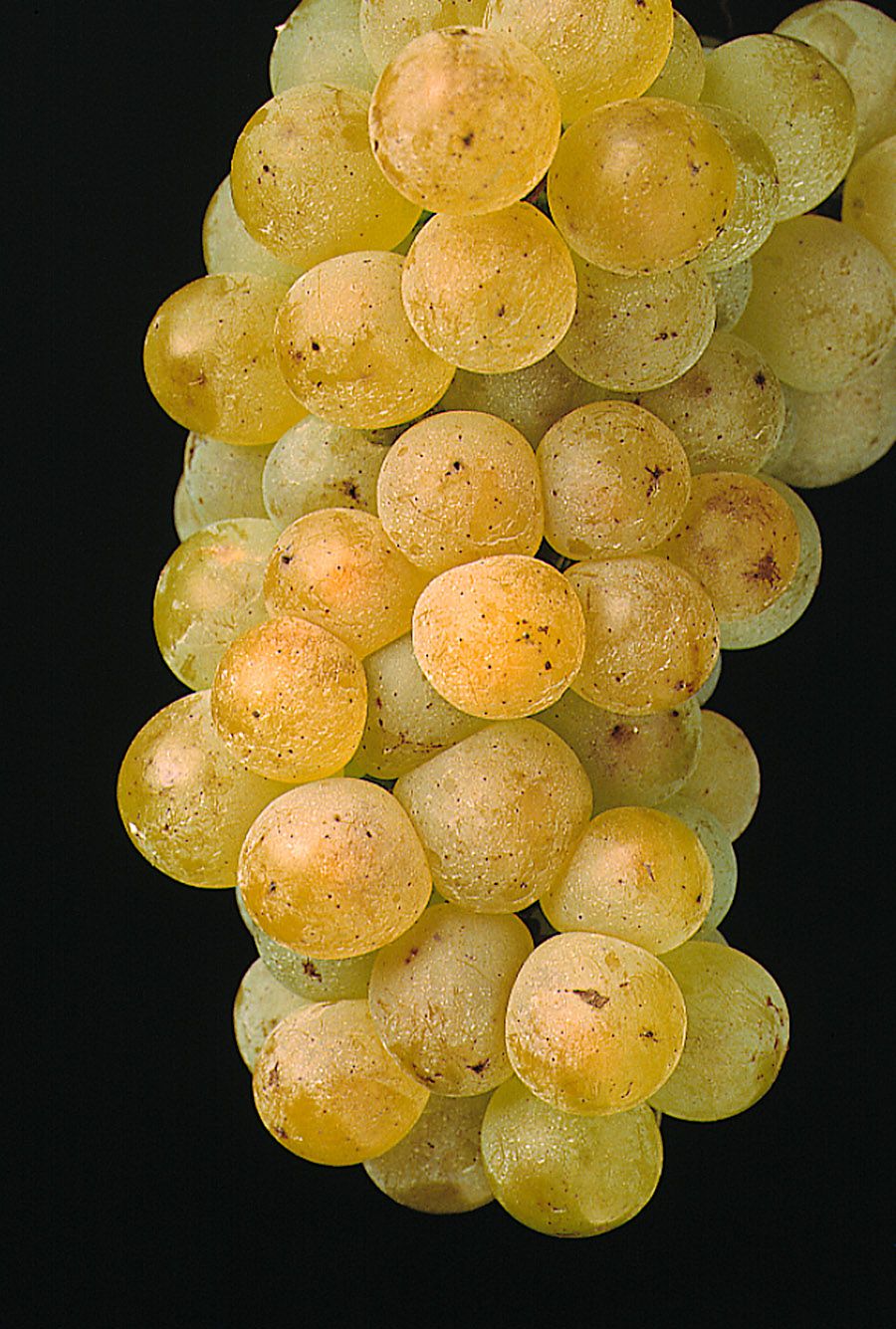 Chardonnay Grapes from the Petaluma calendar 1991. Photo : Milton Wordley