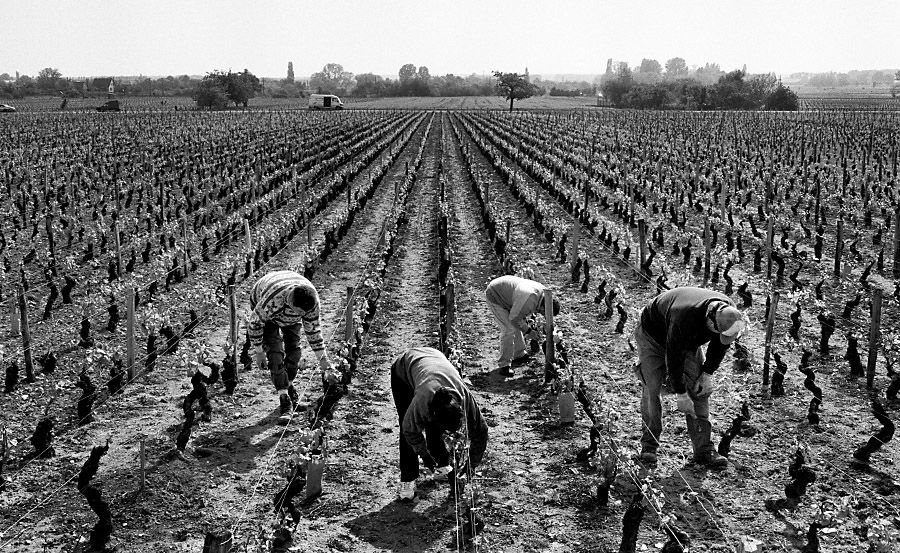 French vineyard workers. From my 2002 exhibtion 'A week in Burgundy. Photo : Milton Wordley