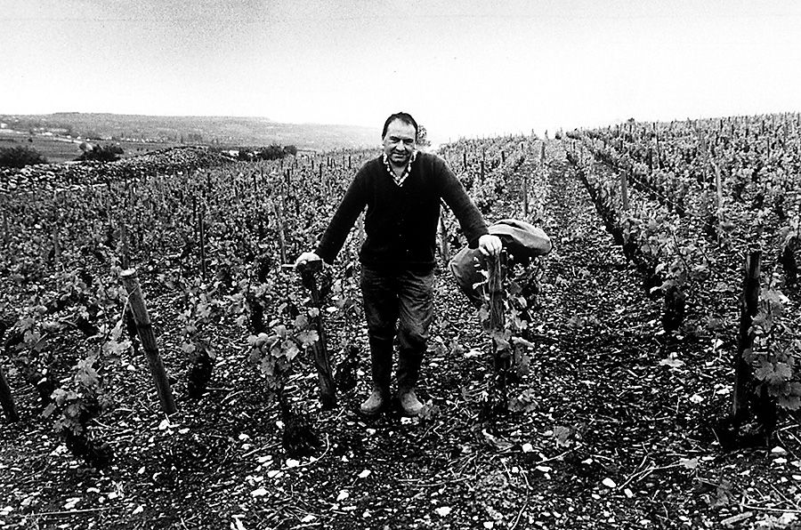 French vineyard worker in Burgundy : Photo © Milton Wordley.