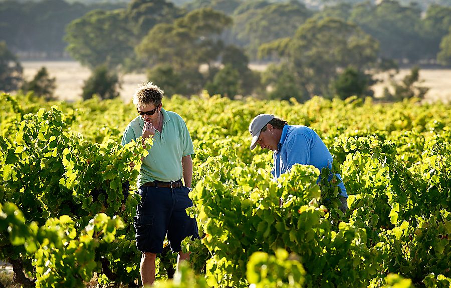 Peter and Michael in the vineyard. Photo :  MIlton Wordley