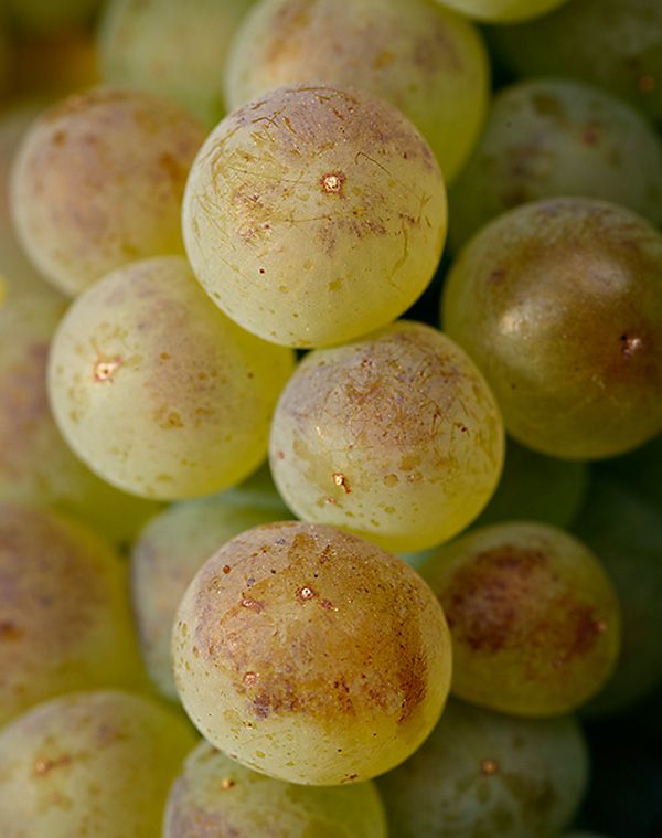 Roussanne grapes on the Yangarra Estate. Photo :  MIlton Wordley