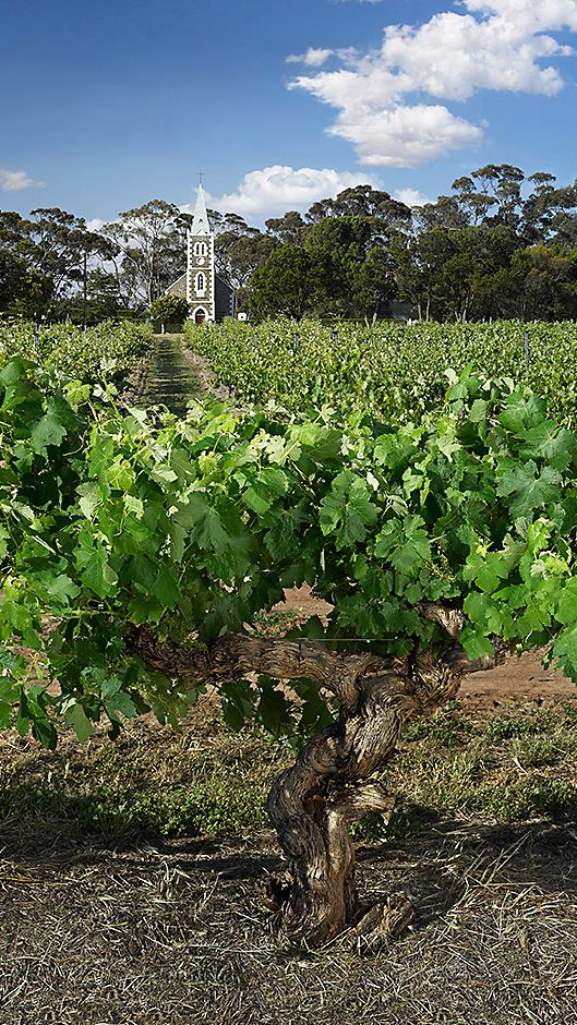 Henschke 'Hil of Grace' vineyard. Photo : Milton Wordley