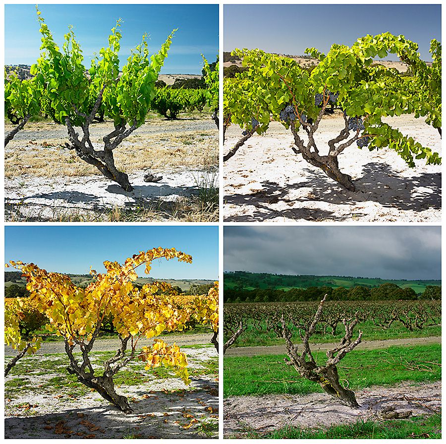 Four seasons in the 'High Sands ' vineyard. Photo :  MIlton Wordley