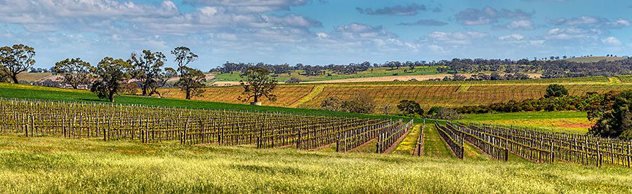 One of the Waterfall vineyards :  Photo John © Kruger.