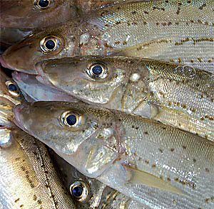 South Australian 'King George Whiting  : Photo supplied.