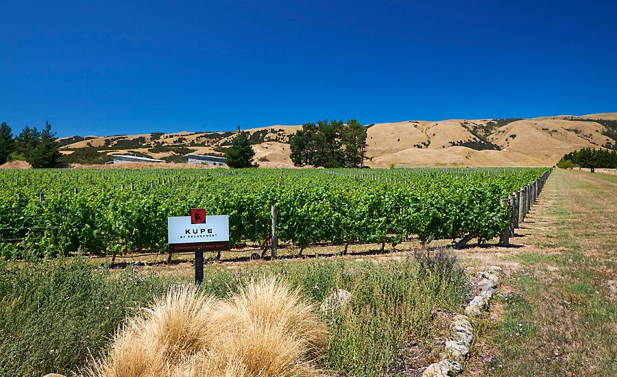 The Kupe vineyard : Photo © Milton Wordley.