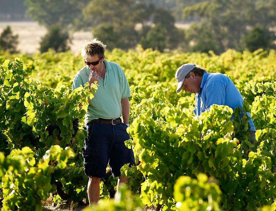 Peter Fraser and Yangarra Vineyard Manager, Michael Lane sampling in the 'High Sands' vineyard : Photo © Milton Wordley