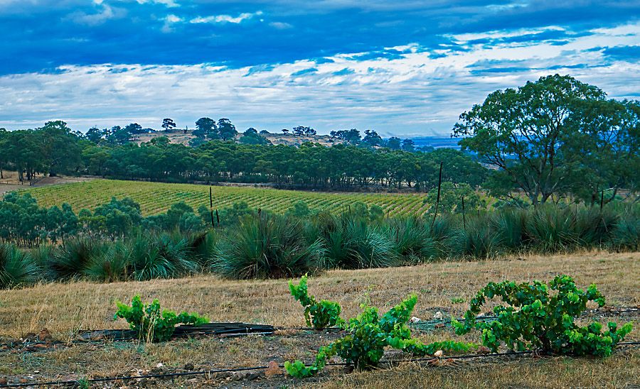 Young bush vine Grenache in the 'Mattchoss Vineyard' on the Yakka Line, at 504 metres in the Eden Valley  : Photo © Milton Wordley.