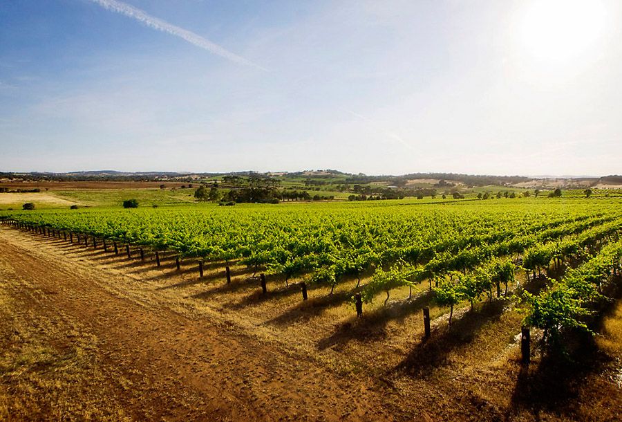 The  'Holy Grail’ vineyard in the Western Ranges of the Barossa Valley. Photo © Don Brice