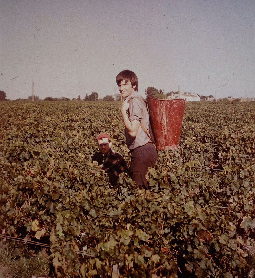 Tim in the vineyards of Chateau Cantenac Brown harvest 1967.   
