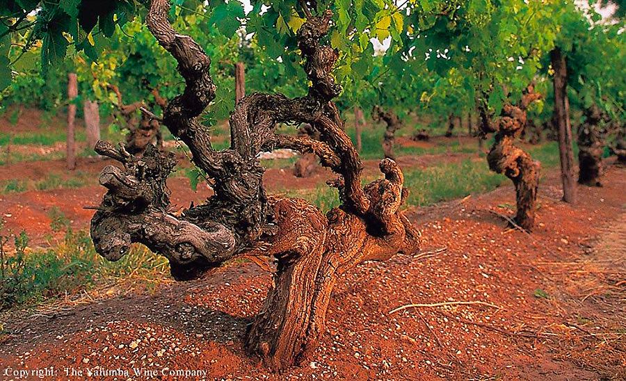 Yalumba 'Old Vine' Barossa Grenache. Photo : Milton Wordley
