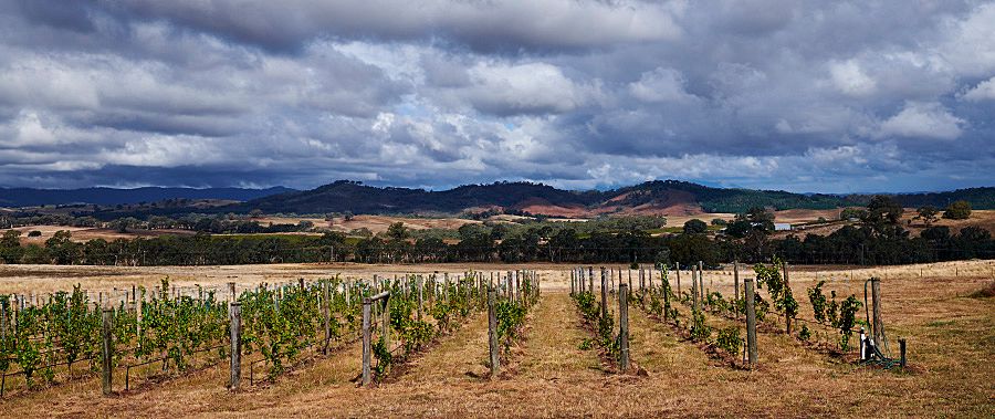 Castagna Wines  vineyards Beechworth. Photo : Milton©Wordley. 