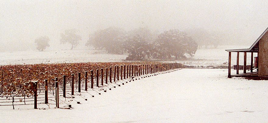 The vineyard in snow.