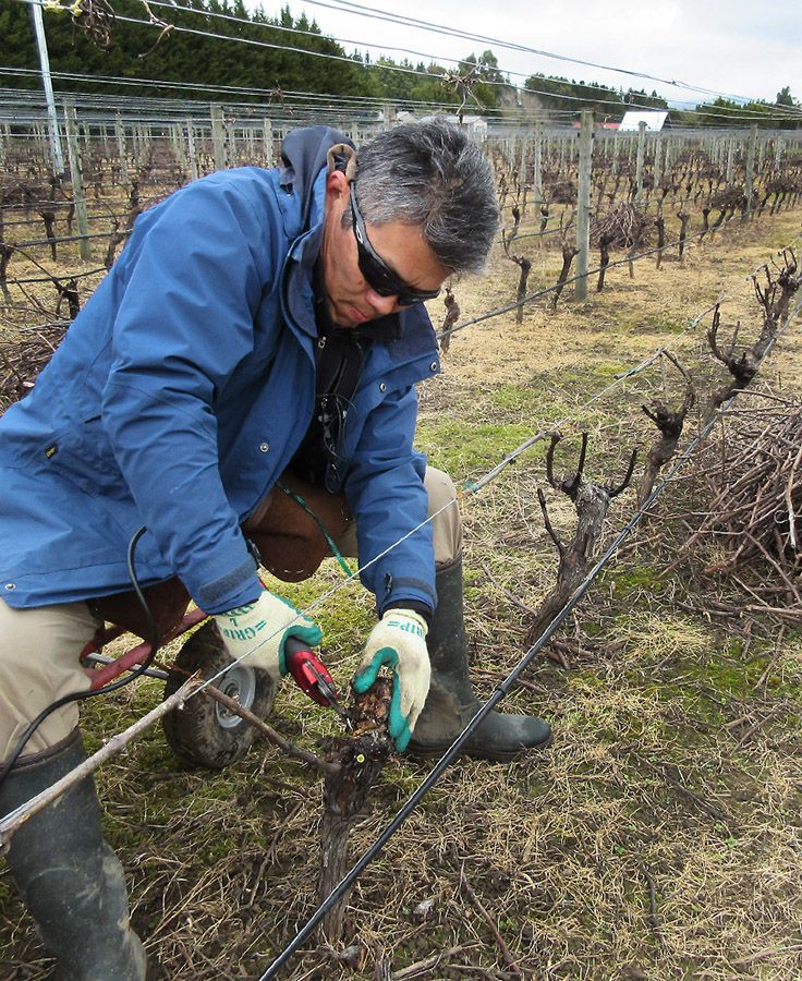 Hiro pruning the Pinot Block.