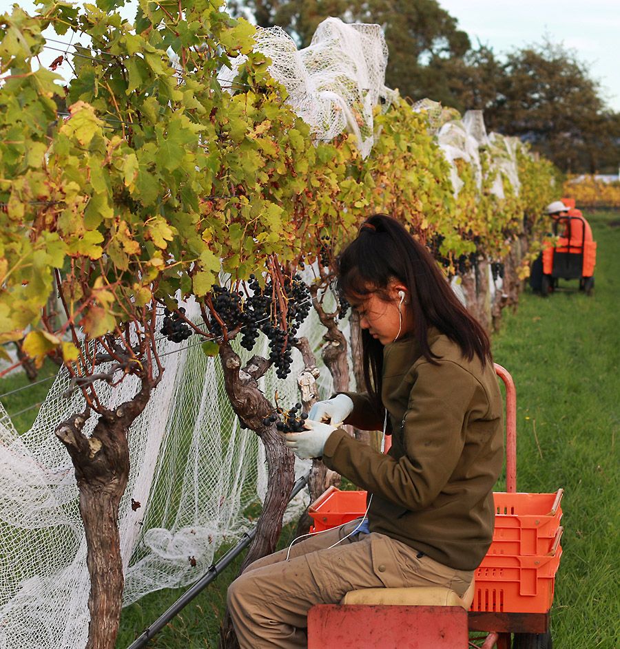 Daughter Yuria harvesting Syrah during the 2015 vintage. 