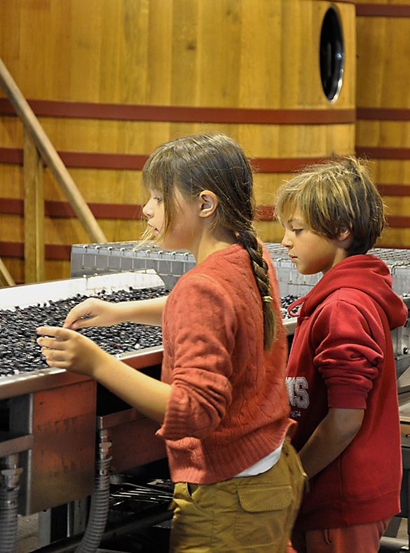 Alice and Felix sorting at VCC Vieux Chateau Certan.