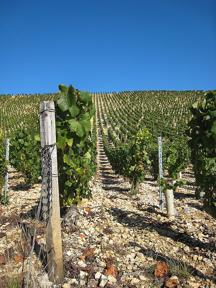 A vineyard in Chablis.