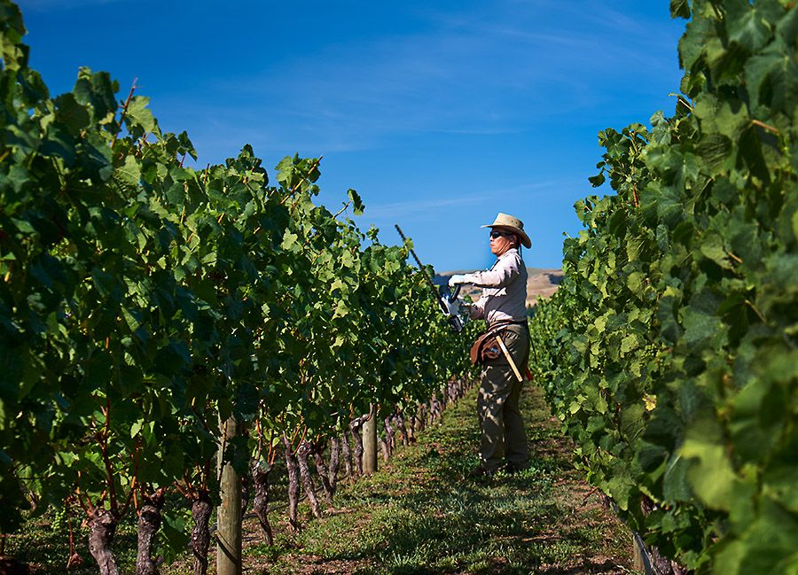 Hiro Kusuda, summer pruning the Pinot. Photo : Milton © Wordley