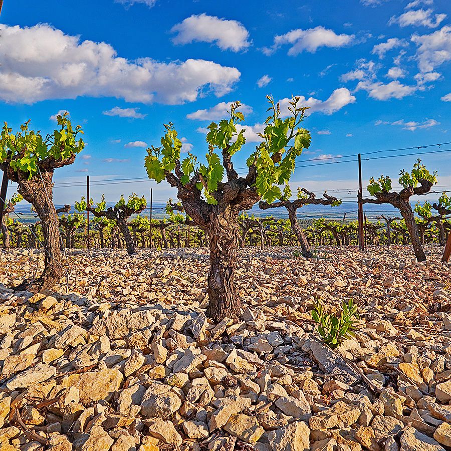 Old 'Maris Wines' Grenache in the limestone rocks on a hillside in Languedoc-Rousillon. Photo : Milton©Wordley