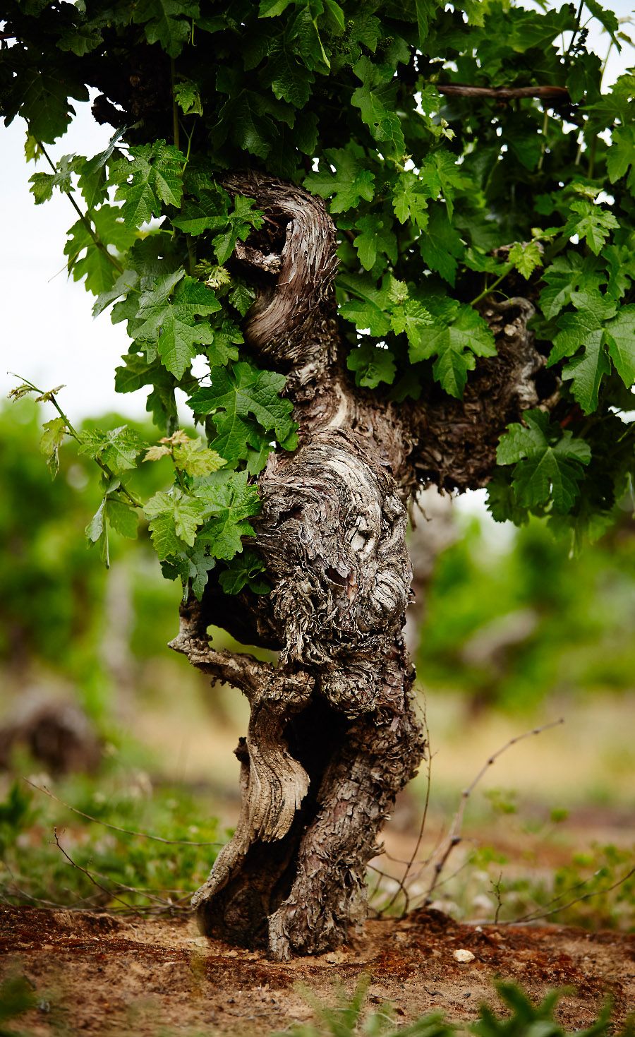 Origonal 1860's vines.Photo : Marcus © Thomson