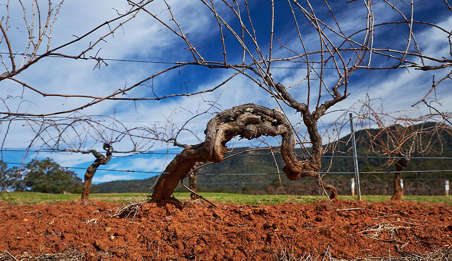 Very old vines in the origonal Tyrrells 'Four Acres' vineyard. Photo : Milton © Wordley.