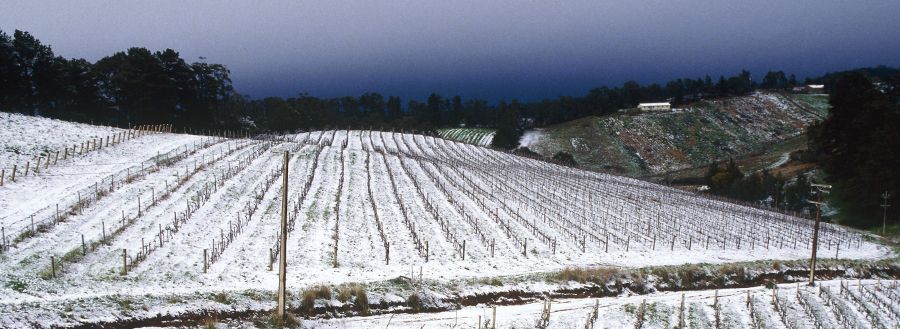 Snow in the Lenswood vineyards in the Adelaide Hills. Photo Milton © Wordley