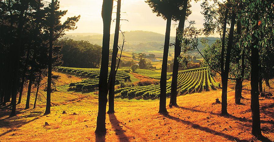 'Pat and Teds' West Mt Bonython vineyard on an eastern slope  in the Adelaide Hills. Photo Milton © Wordley