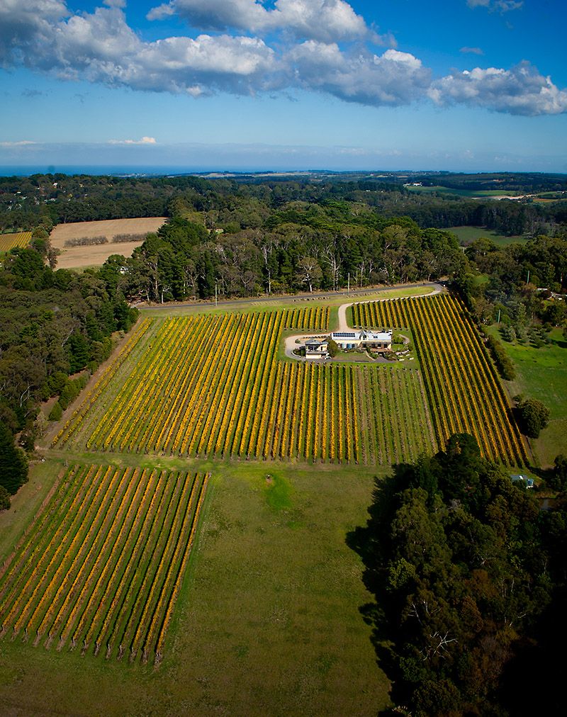 Eldridge Estate vineyards : Photo © Andrew Kopp.