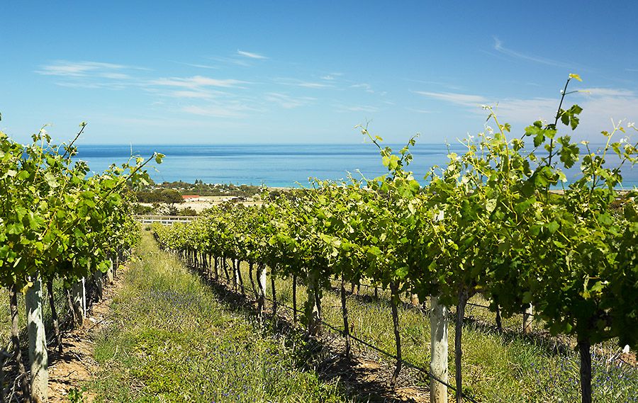 McLaren Vale, young spring vines on the coast in the vineyards at the Victory hotel :  : Photo © Milton Wordley