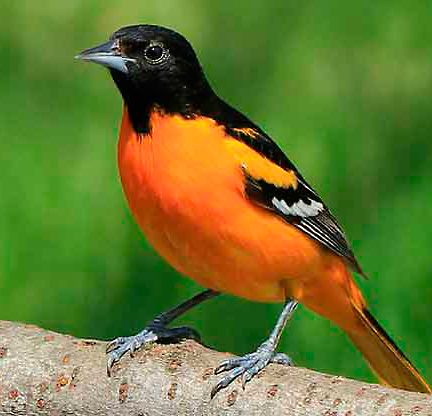 ‘Baltimore Orioles’. Photo Birds and Blooms.com.