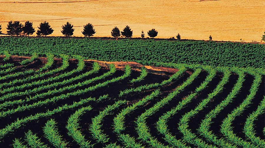 Petaluma's 'Hanlon Hill' riesling vineyard. Photo : Milton © Wordley.