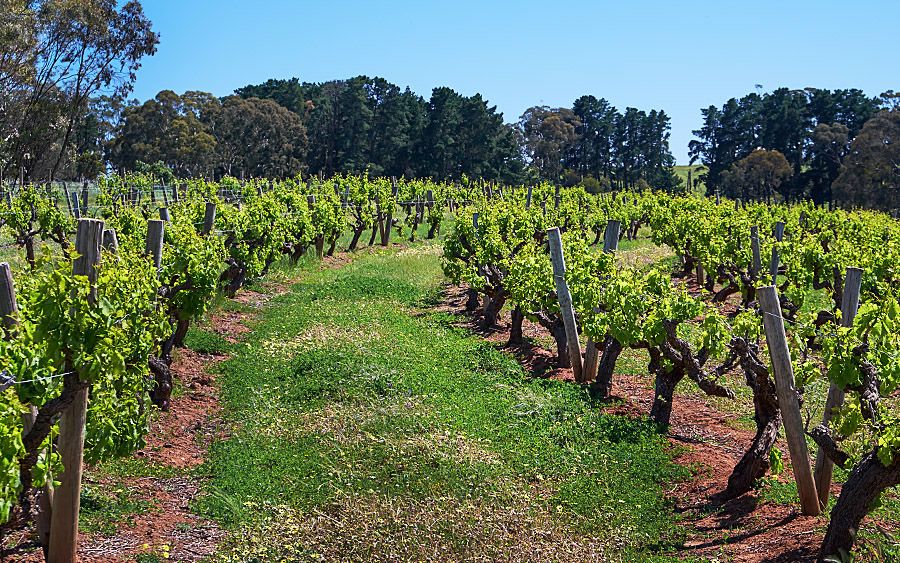 Old Grenache vines in the 'Churinga' vineyard. Photo : Milton © Wordley.