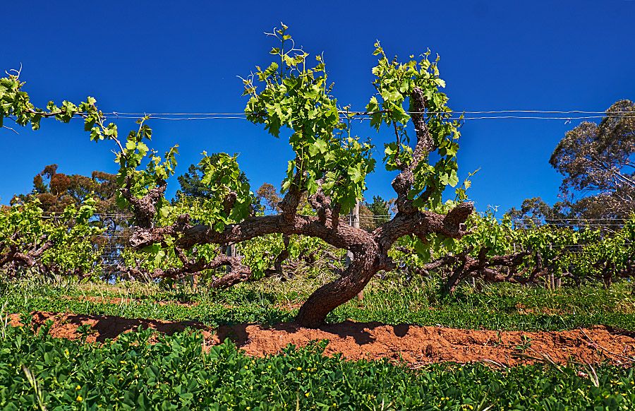 'Churinga' vineyard. Photo : Milton © Wordley.