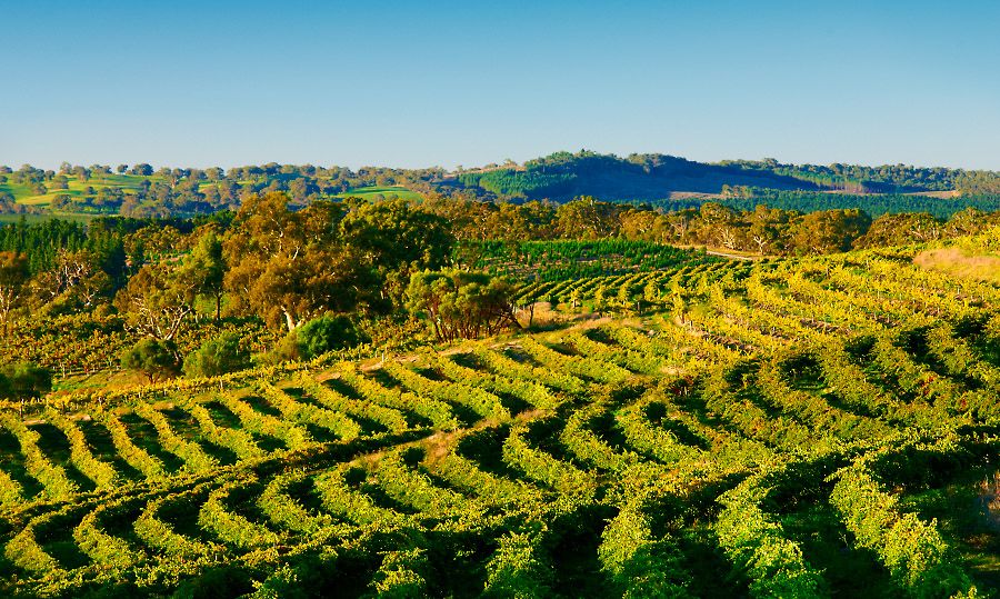 'Gatt Wines' Eden Valley vineyards : Photo Milton ©  Wordley.