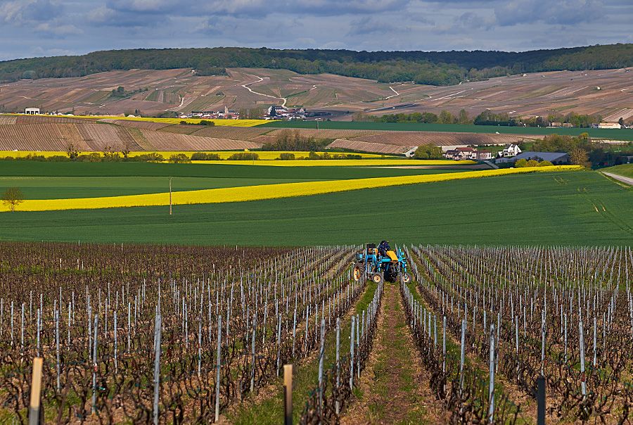View down the Chardonnay rows : Gimmonet vineyards , Cuis : Photo © Milton Wordley.