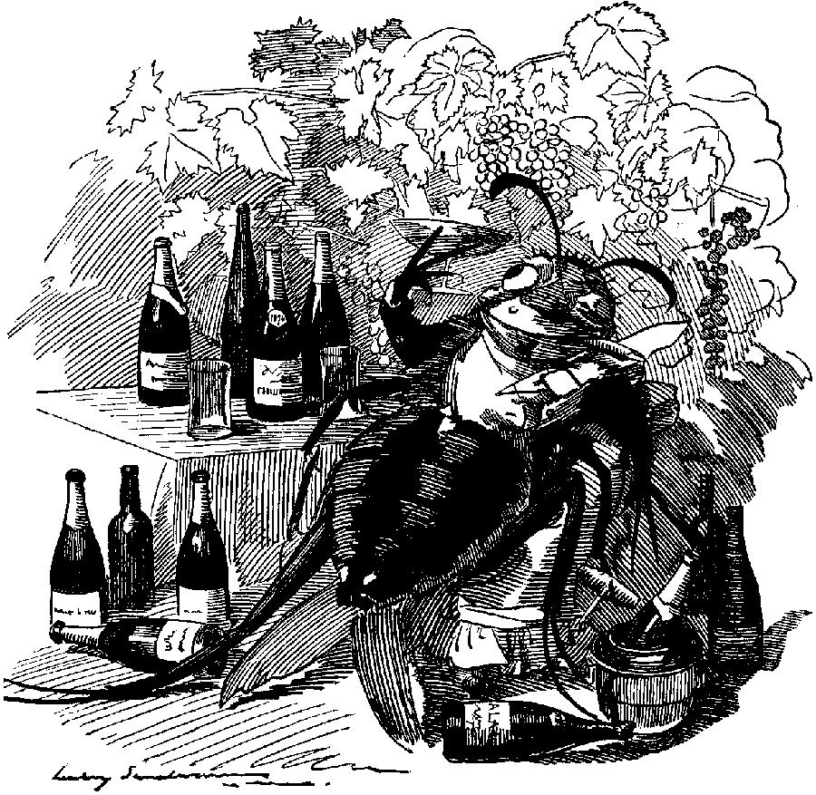A cartoon from Punch from 1890: The phylloxera, a true gourmet, finds out the best vineyards and attaches itself to the best wines.