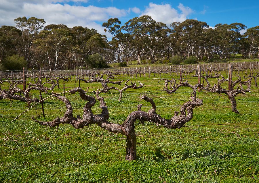 The front block of old Wendouree vines. Shiraz planted in 1911, Malbec in 1989 and Cabernet in 1971  : Photo © Milton Wordley.