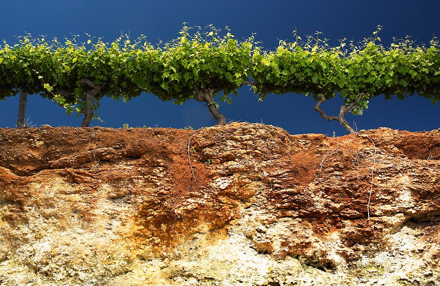 Coonawarra's Terra Rossa over limestone soils profile : Photo © Milton Wordley.