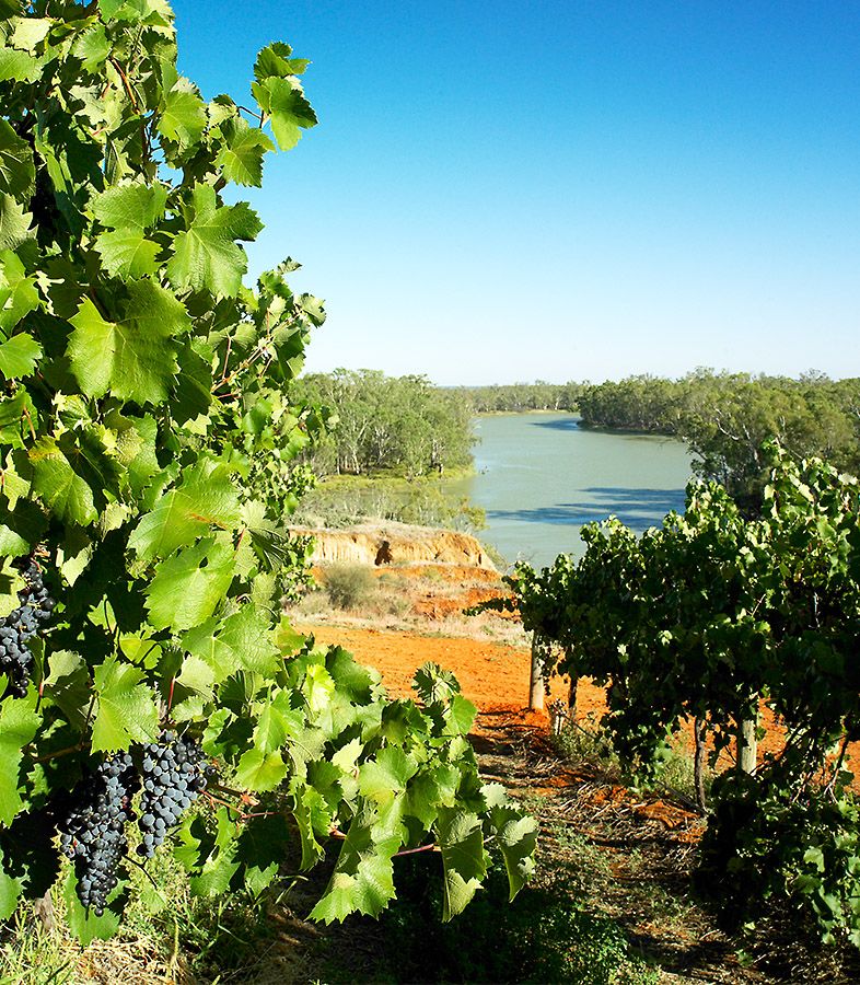 The River Murray, should valuable water be used to over ripen Shiraz ? 