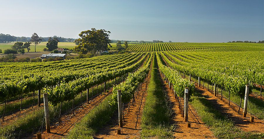 Wrattonbully vineyards : Photo© Milton Wordley