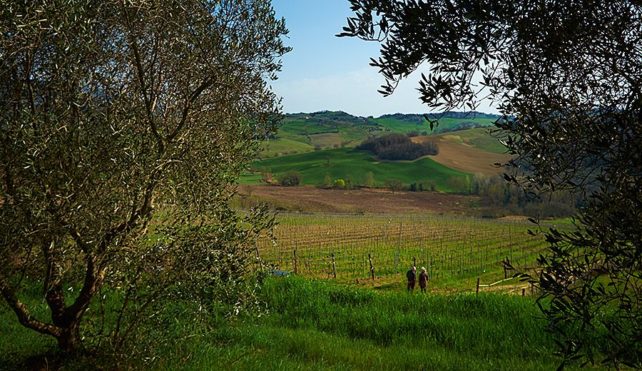 The shiraz / sangiovese vineyard : Photo © Milton Wordley.