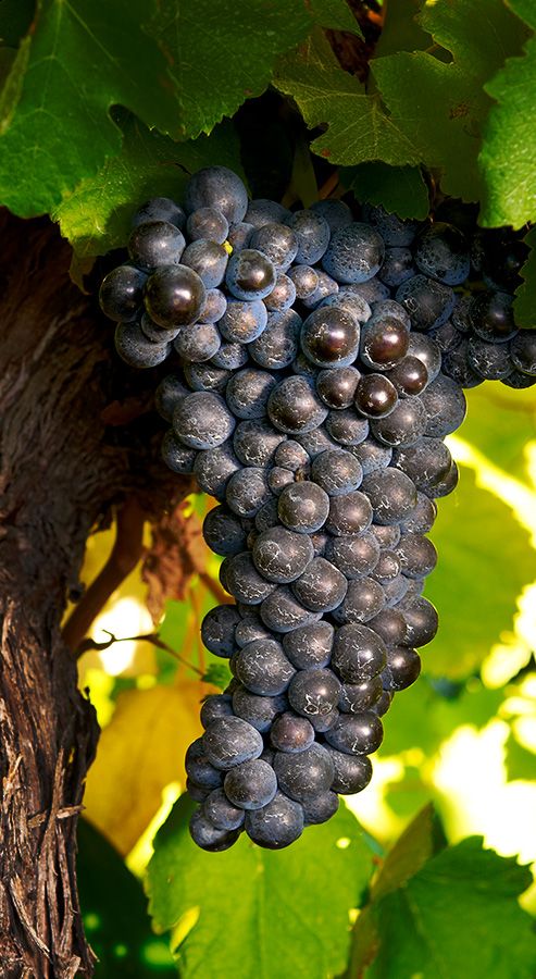 Shiraz grapes  : Photo © Milton Wordley. 